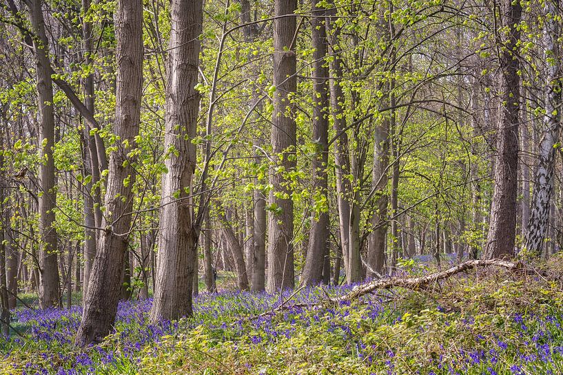 Blue spring forest by Jürgen Schmittdiel Photography