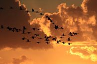 Cranes in the sunset Zingst Baltic Sea Germany by Frank Fichtmüller thumbnail