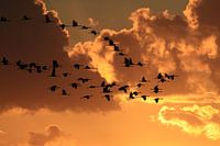 Cranes in the sunset Zingst Baltic Sea Germany
