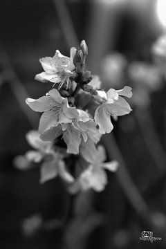 Schwarze und weiße Frühlingsblüten von SophArtNow