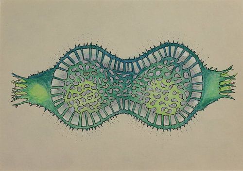 Hourglass frustule