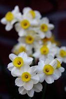 Bloemen