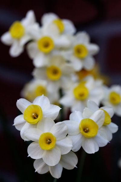 Yellow and white flowers von Erwin Zwaan