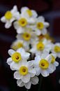 Yellow and white flowers von Erwin Zwaan Miniaturansicht