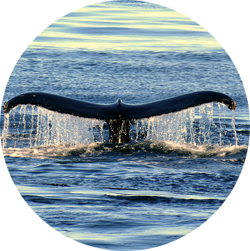 Majesteit van de diepte - walvisvin bij zonsondergang