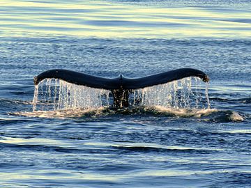 Majesty of the deep - whale fin at sunset by Eric Nagel