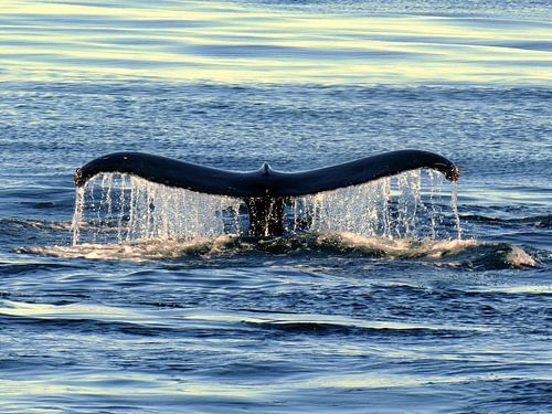 Majesteit van de diepte - walvisvin bij zonsondergang