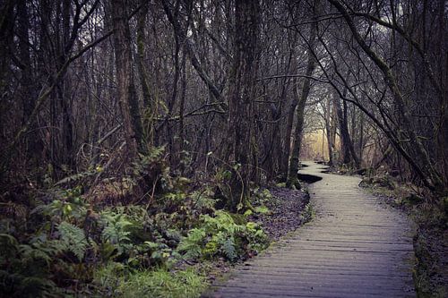Moerputten 's-Hertogenbosch