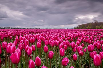 Mystérieux champ de tulipes violettes aux Pays-Bas sur Nick Janssens