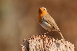 Robin by Arjan van de Logt