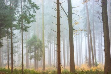 Forêt brumeuse d'épicéas sur Francis Dost