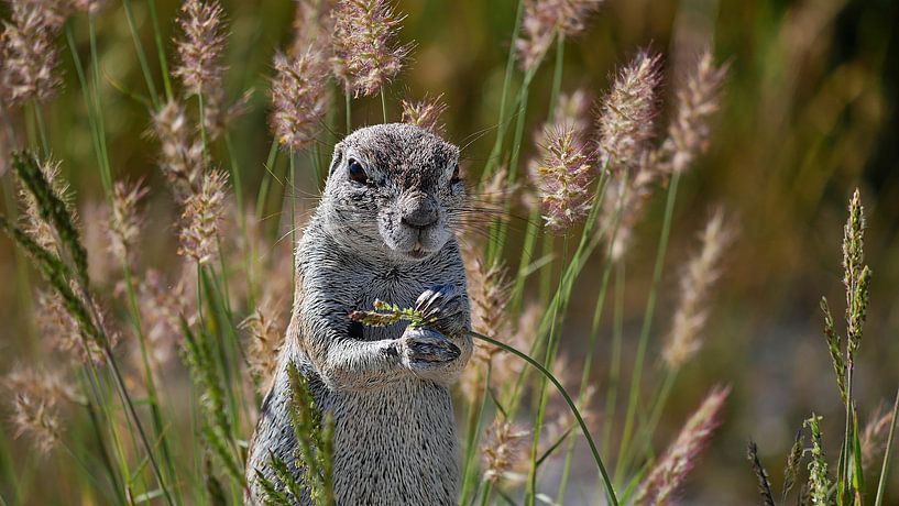 Bristle squirrel gets a taste of it by Timon Schneider
