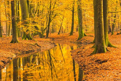 Beek in een herfstbos tijdens een vroege herfstochtend