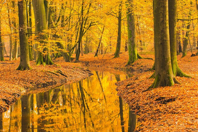 Creek in a fall forest during an early autumn morning by Sjoerd van der Wal Photography