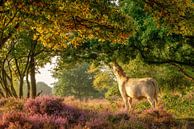 Charolais rund op zoek naar groen op de paarse heide van gooifotograaf thumbnail