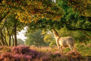 Charolais cattle in search of green on the purple heather by gooifotograaf