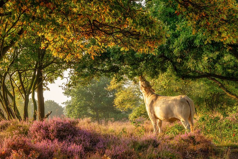 Charolais rund op zoek naar groen op de paarse heide van gooifotograaf