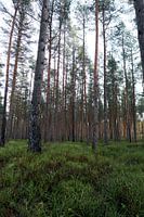 Wald#3