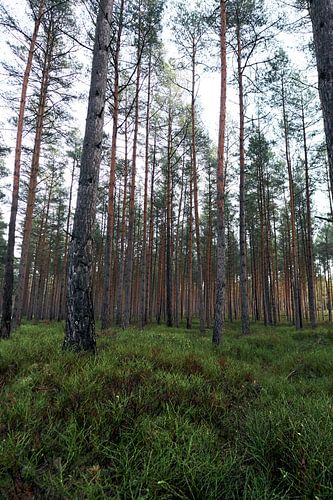 Wald#3