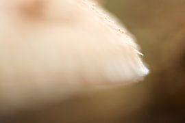 Pilzauszug Nummer 3 von Hans Hoogerhuis