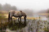 Le cheval de Konik dans la brume du matin par Ferdinand Mul Aperçu