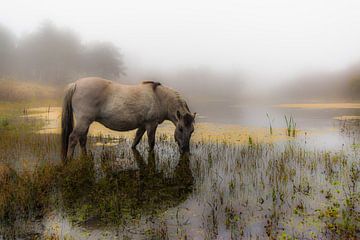 Koniks paard in the ochtend mist van Ferdinand Mul