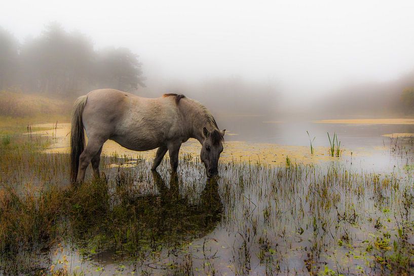 Le cheval de Konik dans la brume du matin par Ferdinand Mul