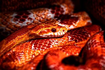 Snake