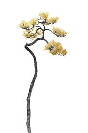 Bonsaïs 05 sur amini54