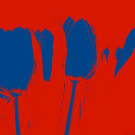 TULPE by Ruud V D Kuil