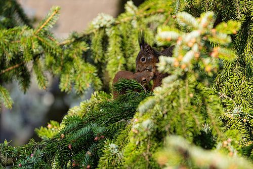 Eekhoorn - moeder en kind