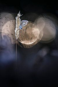 Un papillon rêveur sur Bob Daalder