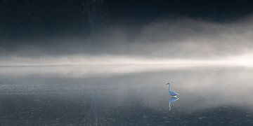 Great egret in the fog by Sven Scraeyen