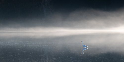 Grote zilverreiger in de mist