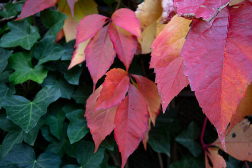 De kleuren van de herfst in verschillende pracht