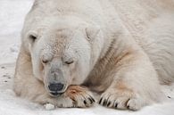 dort en fermant les yeux et en posant sa tête sur sa patte. Un puissant prédateur, l'ours polaire, g par Michael Semenov Aperçu