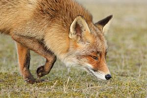 Renard (Vulpes vulpes)