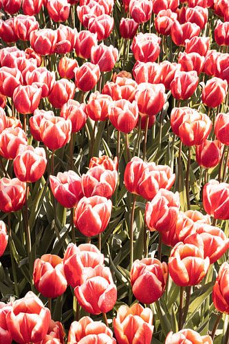 Red Tulips In Spring