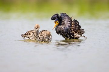 Vogels | Kemphanen baltsend op water - Friesland van Servan Ott