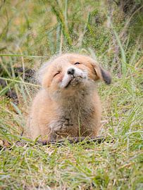 Das Füchslein schüttelt den Dünensand von sich. von Miriam van Dun