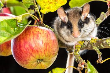 Acorn mouse in apple tree by Bram Conings