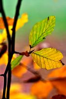 Herfstbladeren
