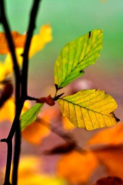 Herbstblätter - Buchenblätter - Fagus sylvatica von Juergen Braun