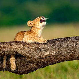 lion bâillant sur Peter Michel