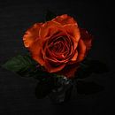 Tendre la main - rose orange dans un vase par Misty Melodies Aperçu
