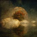Droomlandschap – Volle maan met een Amerikaanse beuk in de mist van Jan Keteleer thumbnail