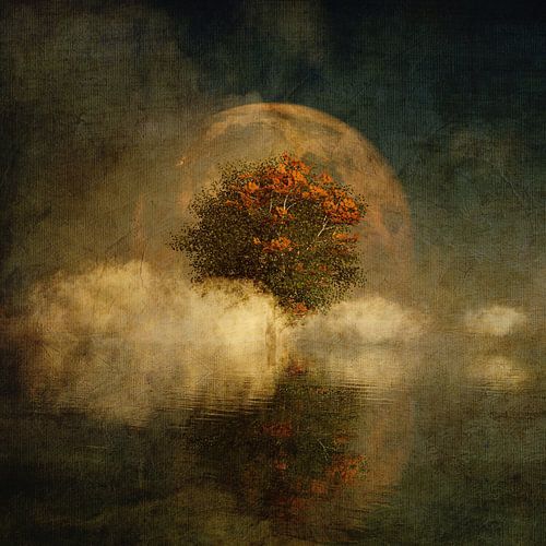 Droomlandschap – Volle maan met een Amerikaanse beuk in de mist