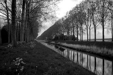 Sich im Wasser spiegelnde Bäume bei Sint-Laureins (Belgien) - Schwarz-Weiß