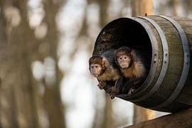 Geelborst kapucijnapen van Jonno Verheul