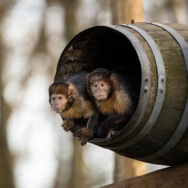 Yellow-breasted capuchin monkeys by Jonno Verheul